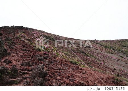 火口沿いに咲いているミヤマキリシマ 火口沿いに咲いているミヤマキリシマ 100345126