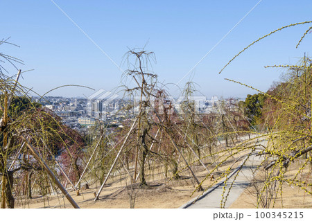 明星山三室戸寺 梅園(2月末) 明星山三室戸寺 梅園(2月末) 100345215