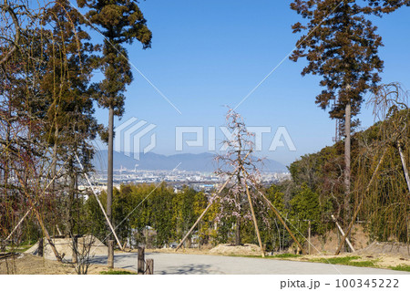 明星山三室戸寺　梅園（2月末） 100345222