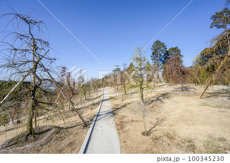 明星山三室戸寺 梅園(2月末) 明星山三室戸寺 梅園(2月末) 100345230