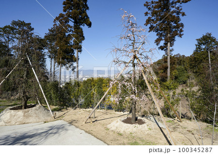 明星山三室戸寺 梅園(2月末) 明星山三室戸寺 梅園(2月末) 100345287