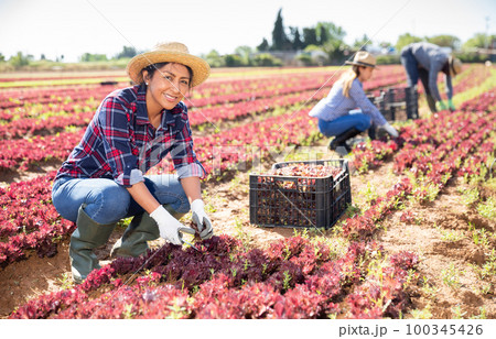 Peruvian woman gathering crop of red leaf lettuce 100345426