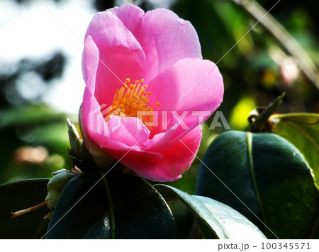 満開に咲き誇るツバキ 満開に咲き誇るツバキ 100345571