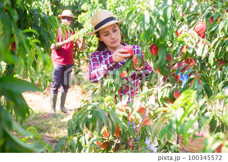 Positive Latina picking ripe peaches in farm orchard 100345572