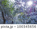 冬の雪山　雪が積もった樹木 100345656