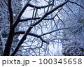 冬の雪山　雪が積もった樹木 100345658