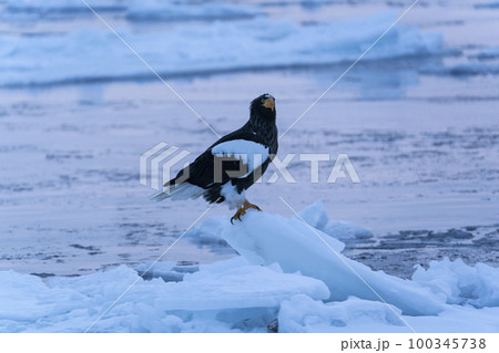 大鷲 大鷲 100345738