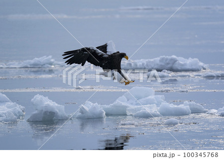 大鷲 大鷲 100345768