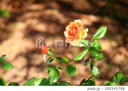 バラの花　アシュラム 100345788