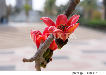 Blooms the Bombax Ceiba (Lat. - Bombax ceiba) or Cotton Tree Blooms the Bombax Ceiba (Lat. - Bombax ceiba) or Cotton Tree 100345939