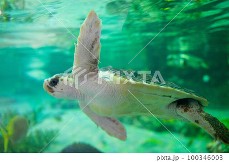 ウミガメ　鴨川シーワールド 100346003