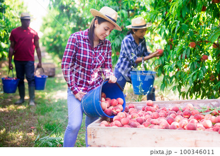 Latin female farm worker bulking peaches into boxes Latin female farm worker bulking peaches into boxes 100346011