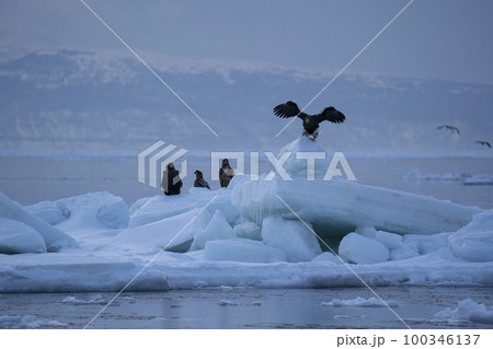 流氷 流氷 100346137