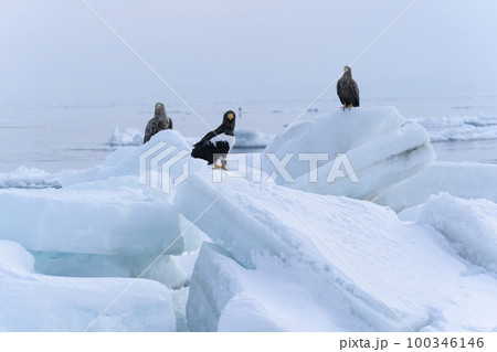 流氷 流氷 100346146