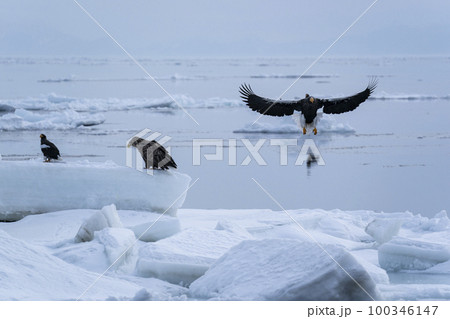流氷 流氷 100346147