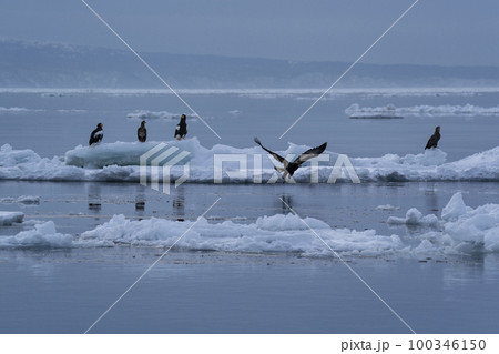 流氷 流氷 100346150