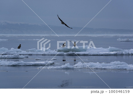 流氷 100346159