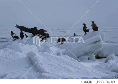 流氷 100346164