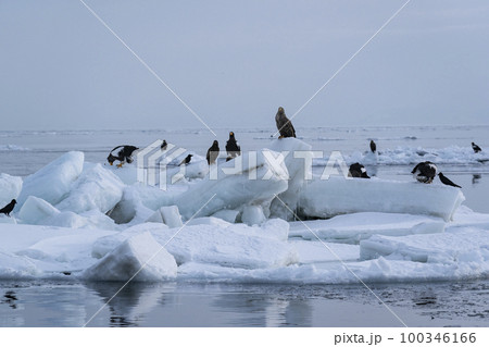 流氷 100346166