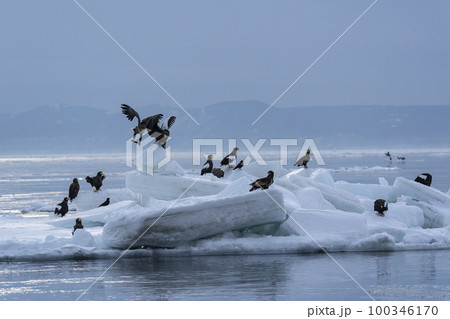 流氷 100346170