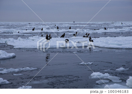流氷 100346183