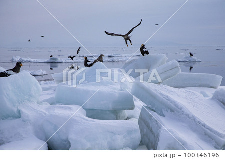 流氷 100346196
