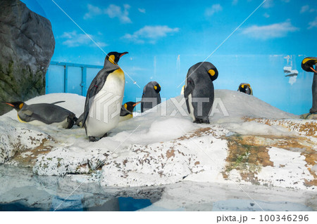 フンボルトペンギン　鴨川シーワールド 100346296