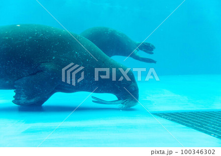 セイウチ　鴨川シーワールド 100346302