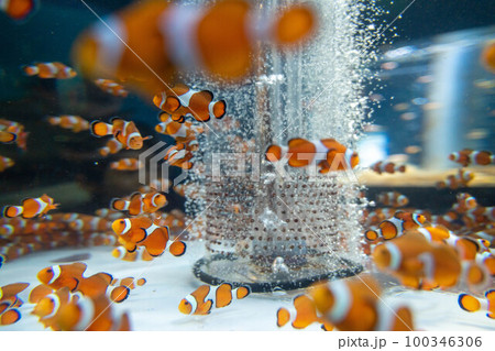 カクレクマノミ 熱帯魚 カクレクマノミ 熱帯魚 100346306