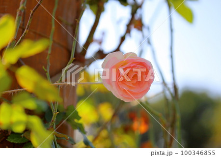 バラの花 ピエールドゥロンサール バラの花 ピエールドゥロンサール 100346855