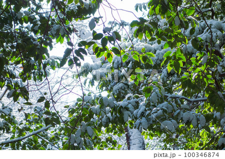 雪が積もった葉っぱ【雪景色】 100346874