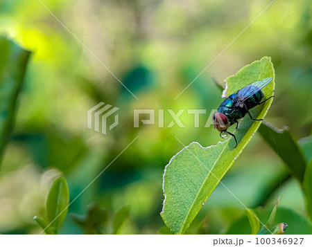 The common green bottle fly on a green leaf with blur and bokeh background. The common green bottle fly on a green leaf with blur and bokeh background. 100346927