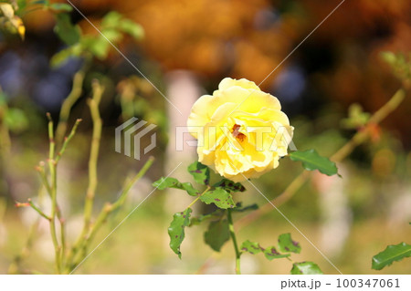 バラの花 ゴールドバニー バラの花 ゴールドバニー 100347061