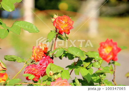 バラの花　ふれ太鼓 100347065