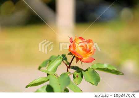 バラの花　ふれ太鼓 100347070