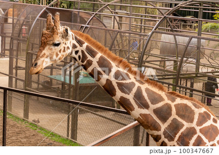 かわいいキリン サユリワールド かわいいキリン サユリワールド 100347667