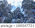 雪山の美しい樹林【冬景色】 100347721