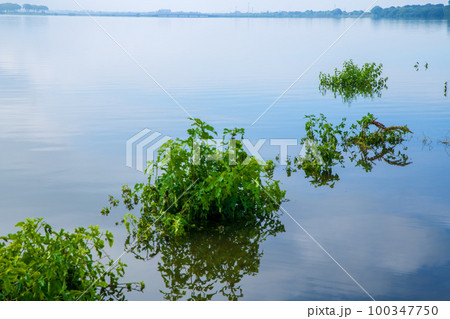 渡良瀬遊水地 谷中湖 思い出橋付近 初夏の風景 渡良瀬遊水地 谷中湖 思い出橋付近 初夏の風景 100347750