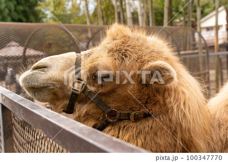 大きなラクダ サユリワールド 大きなラクダ サユリワールド 100347770