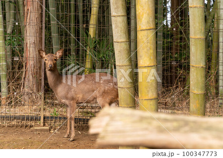 竹林の中にいるニホンジカ サユリワールド 竹林の中にいるニホンジカ サユリワールド 100347773