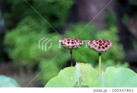 蓮の実 蓮の実 100347801