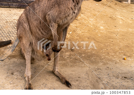 お腹に赤ちゃんオオカンガルー サユリワールド お腹に赤ちゃんオオカンガルー サユリワールド 100347853