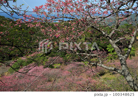 沖縄県国頭郡本部町 もとぶ八重岳桜まつり会場の琉球寒緋桜の桜群生と奥に見える沖縄の海 沖縄県国頭郡本部町 もとぶ八重岳桜まつり会場の琉球寒緋桜の桜群生と奥に見える沖縄の海 100348625