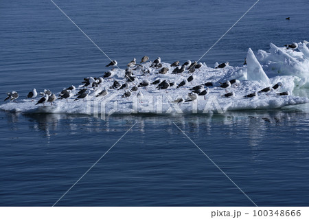 流氷 100348666