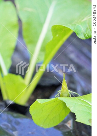 家庭菜園の小松菜の緑の葉を食べていた1匹のオンブバッタ、縦 家庭菜園の小松菜の緑の葉を食べていた1匹のオンブバッタ、縦 100348843