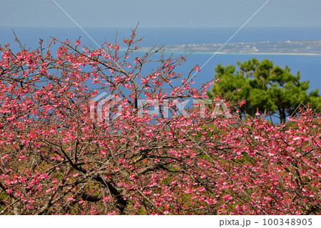 沖縄県国頭郡本部町　もとぶ八重岳桜まつり会場の琉球寒緋桜越しの沖縄の海と伊江島 100348905