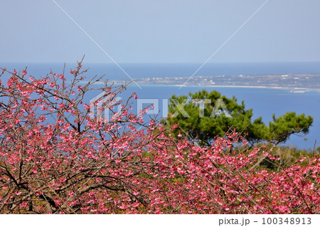 沖縄県国頭郡本部町　もとぶ八重岳桜まつり会場の琉球寒緋桜越しの沖縄の海と伊江島 100348913