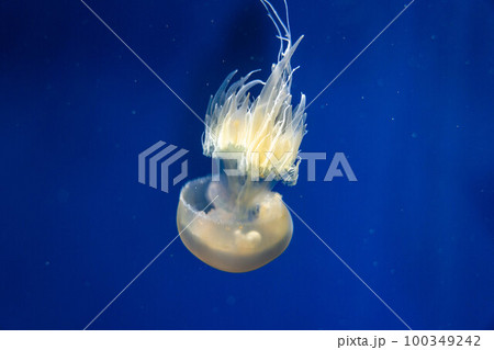 クラゲ 鴨川シーワールド クラゲ 鴨川シーワールド 100349242