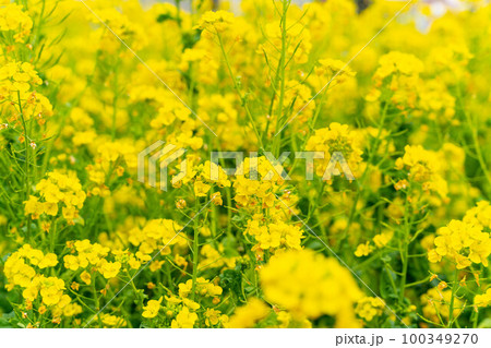 見頃の菜の花畑 100349270