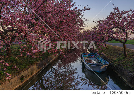 笠松河津桜ロード 夜明け 100350269